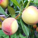 황도축산 이미지