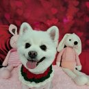 DOG깨비 강아지 미용실 이미지