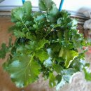 금순농장 이미지