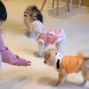 댕굴댕굴 이미지