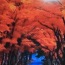 [2편] 내장산의 만추(晩秋) 이미지