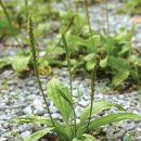 질경이농장 이미지