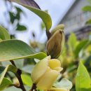 에그리나 이미지