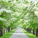 출렁다리 이팝나무길 이미지