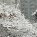설레화