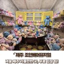 조안베어뮤지엄 | 겨울 제주 가볼만한곳 조안베어뮤지엄 무료로 즐긴 팁!
