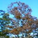 [서울] 볼거리가 풍부한 서울의 숨겨진 속살, 호암산 (호압사, 석구상, 한우물) 이미지