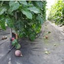 택배농장 이미지