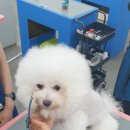 영천애견미용 이미지