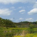 유채;꽃