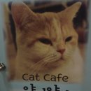 양이양이 이미지