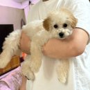 몽멍이들 이미지