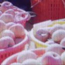 김종구농장 이미지