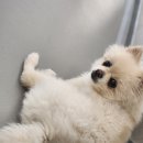 강아지유치원CAREDOGS
