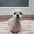 The dog 애견미용샵 이미지