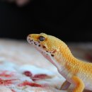 레오파드