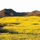 표선면-5 이미지