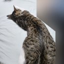 퍼진궁뎅이 이미지