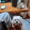 새로운 하우스 메이트, NGV 데이트 하드웨어 소사이어티 그리고 새로 구한 잡 두둥