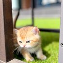 전주강아지분양 고양이분양 24시 데려가개 전주점 이미지