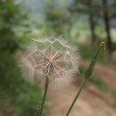 쇠채/멱쇠채/쇠채아재비(국화과)