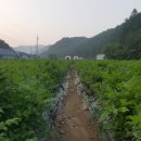 봉화그린팜