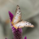 베니샤프커피(본점) 이미지