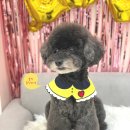 블링블링하개 이미지