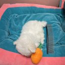 럽댕 강아지분양 이미지