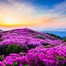 양지-3560 이미지