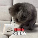 벨하이솝 | 강아지비누 추천 반려견천연비누 강아지발바닥비누 벨하이솝 자운베리솝 후기