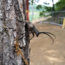 장수하늘소농장 이미지