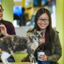 토론토 캣 이미지