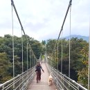 포천한탄강하늘다리 | [포천 한탄강 하늘다리] 강아지 동반 가을 산책코스 출렁다리, 주차장 정보까지!