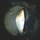 월문낚시터 이미지