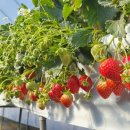 봄이네농장 | 양수리딸기체험농장 딸기밭 근황(2월17일)