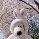 신평동1057 | 경주 황리단길 황룡원 보문단지 ㅣ 벚꽃 명소 상황 맛집 황남비빔밥 별동산 카페 올리브 (주차장)