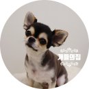 개들의 집 이미지