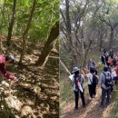 사단법인 국제푸른나무