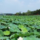 회산백련지 이미지