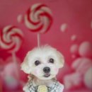 김포24시힐동물의료센터 이미지