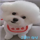 애견동반 공주 프린세스 캠핑장 피크닉 카페 방문후기