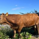 국립축산과학원 한우연구소 이미지