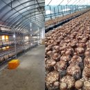 화영농장 이미지