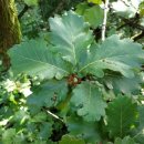 떡갈나무 - 무주군 공단로 20 | 떡갈나무