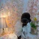 플라이봉 이미지