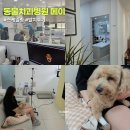 동물치과병원메이 | 동물치과병원 메이｜강아지 스케일링 후 발치 비용 수술 후기