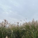 세븐일레븐 가능공원점 | 상암 하늘공원 억새 단풍 개화현황 (11월 9일) | 맹꽁이 열차·댑싸리 포토존 후기