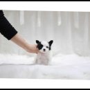 더독스 강아지분양 서울 이미지