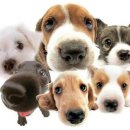 누리종합동물병원 이미지